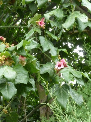 20160717 099 - Kopie.JPG