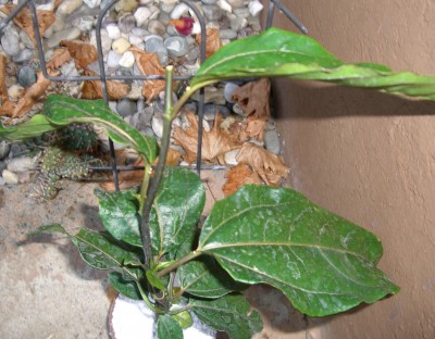 Passiflora edulis f. flavicarpa 7.JPG