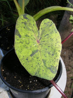 Colocasia ‘mojito.JPG