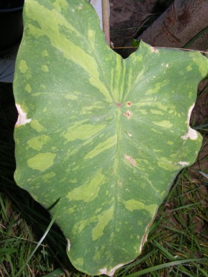 Colocasia Midori sour.JPG
