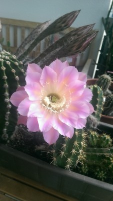 IMAG0329.jpg
