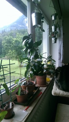 IMAG0334.jpg