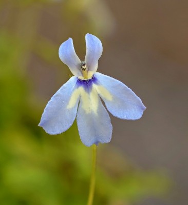 Solenopsis minuta (1).jpg