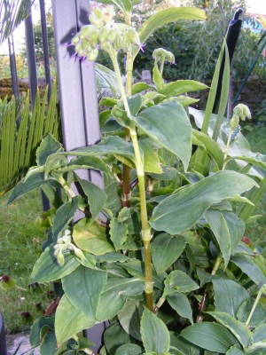 Aufrechte Witwenträne ( Tinantia ercte ) (3).JPG