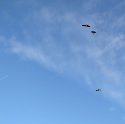 P1000654.jpg