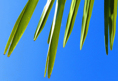 P1010641.gif