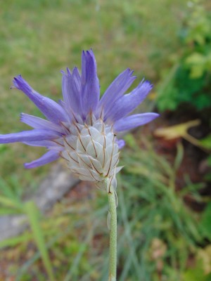 DSC02160a Kopie.jpg