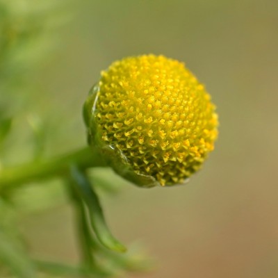 Matricaria discoidea (1).jpg