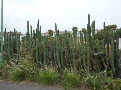 20160717 095 (2).JPG