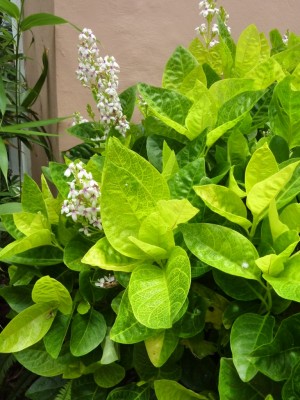 20160717 026.JPG