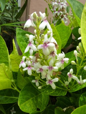 20160717 025.JPG