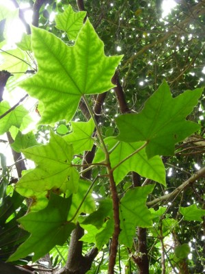 20160717 017.JPG