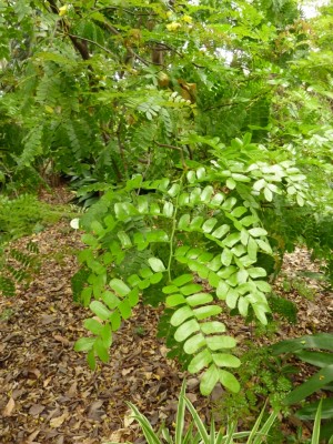 20160717 618.JPG