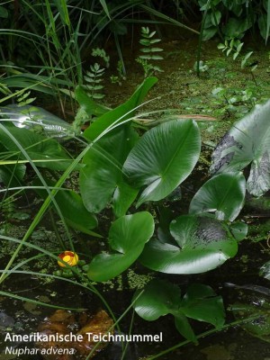 K1024_Nuphar  advena.JPG