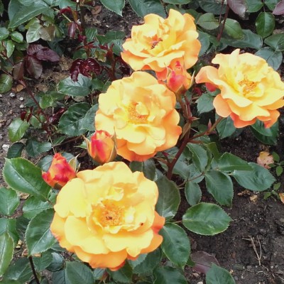 20160622_124530.jpg