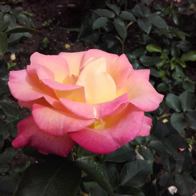 20160622_125350.jpg