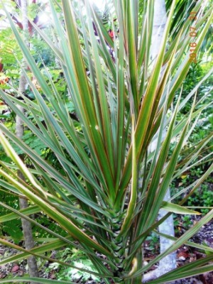 Dracaena 6.JPG