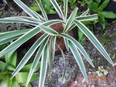 Dracaena 7.JPG