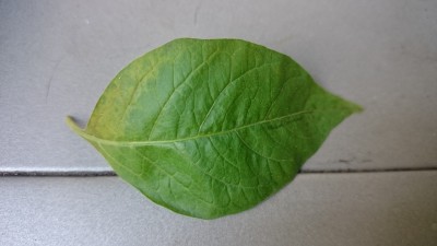 DSC_0225.JPG