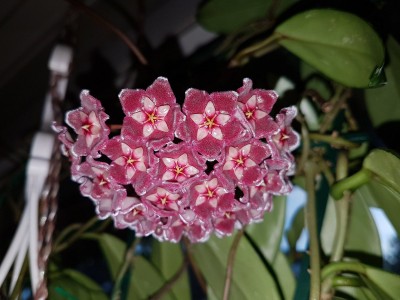 H.pubicalyx pink(1).jpg