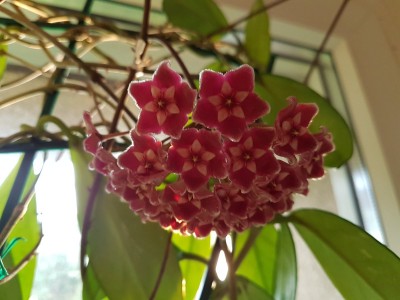 H.pubicalyx pink(2).jpg
