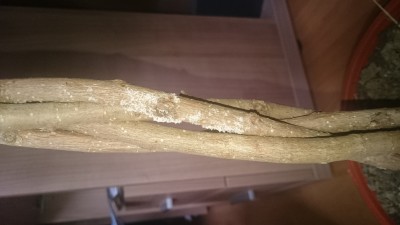 DSC_0772.JPG.jpeg