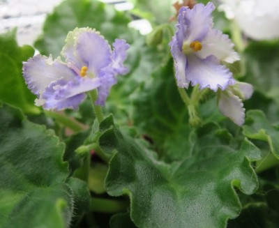 Optimara Evergrace_1.jpg