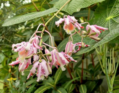 Myrmecophila tibicinis (1).jpg