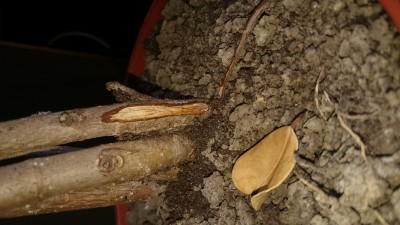 DSC_0774.JPG