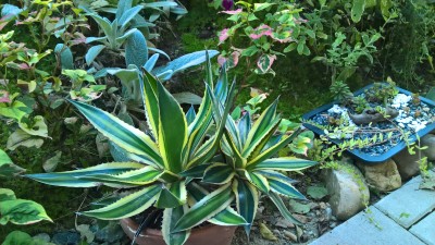 WP_20160803_19_14_14_Pro.jpg