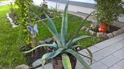 WP_20160803_19_14_33_Pro.jpg