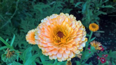 WP_20160803_19_16_15_Pro.jpg