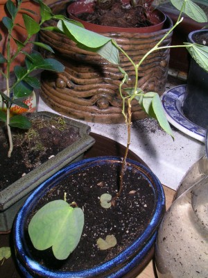 orchideenbaum 002.JPG