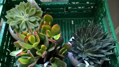 WP_20160804_13_57_44_Pro.jpg