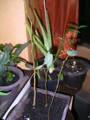 orchideenbaum 001.JPG