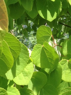 green 125.jpg