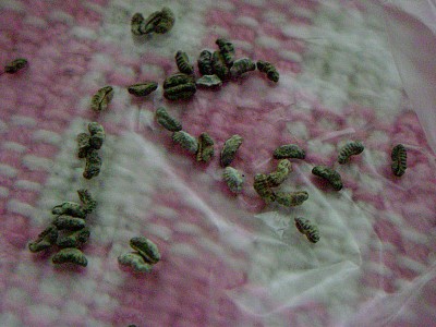 spathacea-samen001.jpg