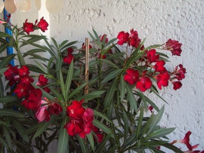 oleander äste hängen.jpg