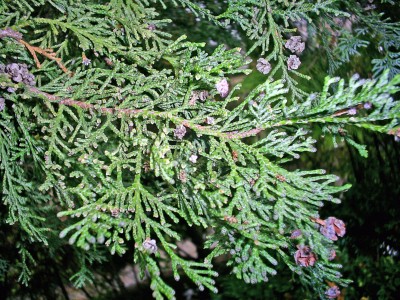 S4025763_edited.JPG