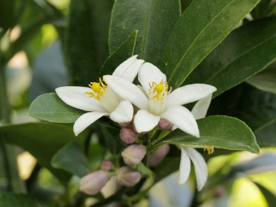 160811_citrus_blueten.jpg