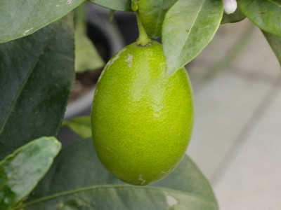160811_citrus_frucht.jpg