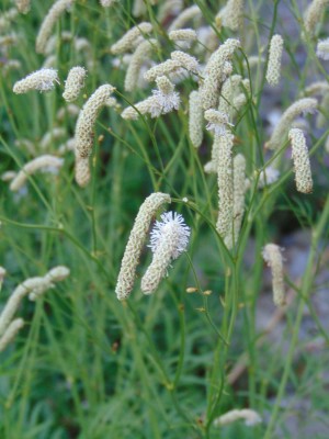 DSC02488 Kopie.jpg