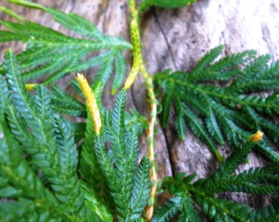 DSCN22571.jpg