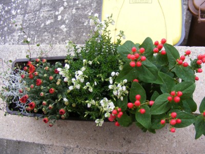 Herbstbepflanzung (1).JPG