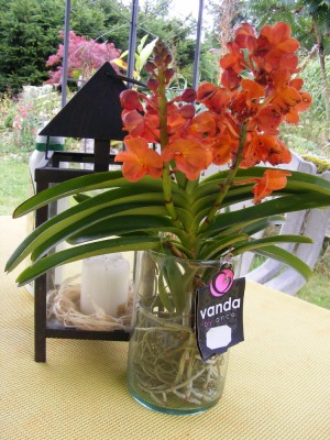 Vanda, 2 Blütenstände a.JPG
