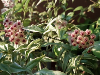 H.brevialata August16.jpg