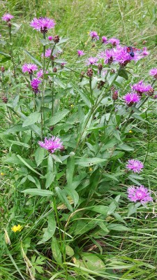 violette Pflanze.jpg