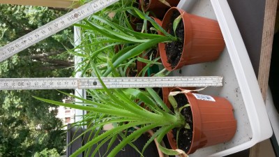 20160815_163341.jpg