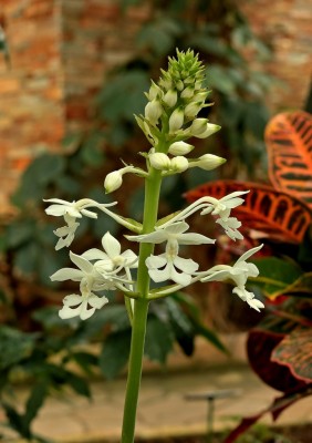 Calanthe triplicata (1).jpg