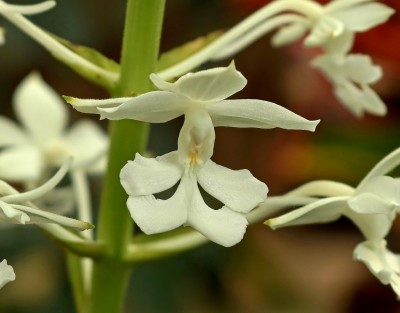 Calanthe triplicata (2).jpg